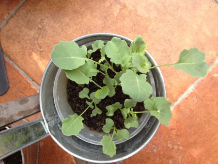 Magról kelt brokkoli palánták, még együtt