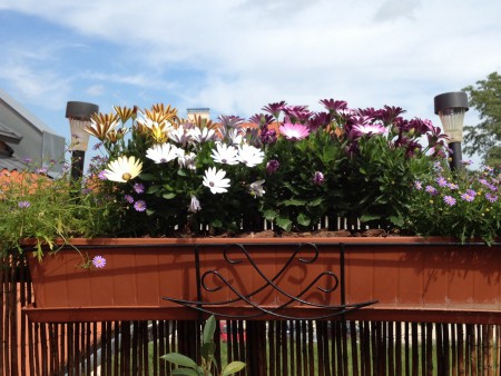 Ausztrál százszorszép és cseppecske kombó