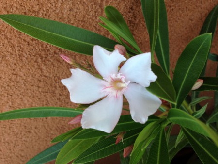 Leandermagjaim egyik forrása